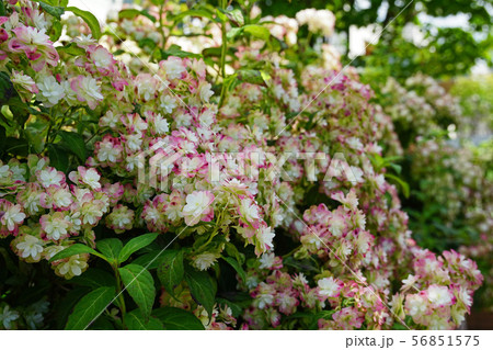 赤く染まりつつある美しい八重のヤマアジサイ 56851575
