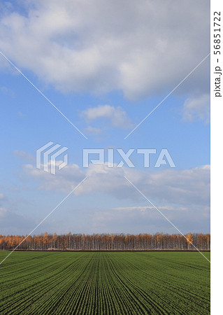 北海道　十勝の風景　黄葉のカラマツ防風林 56851722