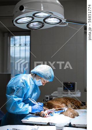 A vet surgeon brushes his dog's teeth under 56851774