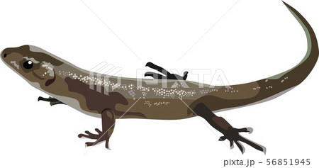 Lizard Reptile Animal 56851945