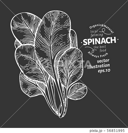 Spinach Leaves Illustration Hand Drawn Vectorのイラスト素材