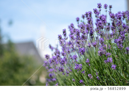 Macro shot of a lavender plant in Brussels, 56852899