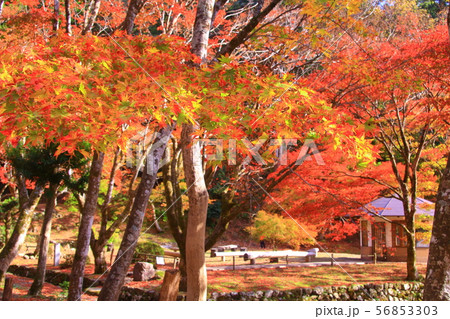 鶏足寺 (旧飯福寺)(滋賀県長浜市) の紅葉 56853303