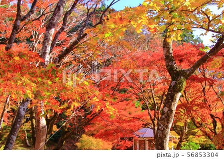 鶏足寺 (旧飯福寺)(滋賀県長浜市) の紅葉 56853304