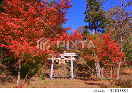 伊香具坂神社（長浜市木之本町）の紅葉 56853305