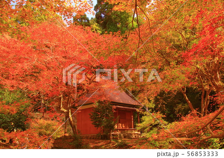 鶏足寺 (旧飯福寺)(滋賀県長浜市) の紅葉 56853333