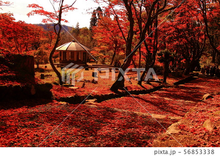 鶏足寺 (旧飯福寺)(滋賀県長浜市) の紅葉 56853338