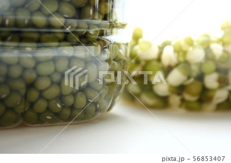 もやし もやし 56853407