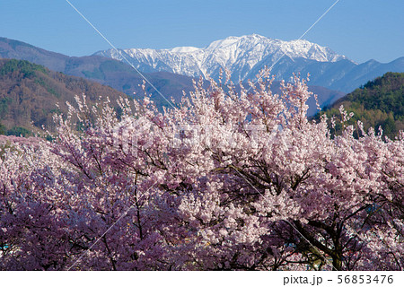 桜と残雪の南アルプス 56853476