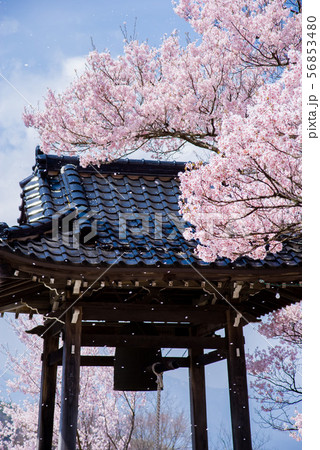 桜吹雪と鐘つき堂 桜吹雪と鐘つき堂 56853480
