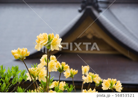 ヒカゲツツジとお堂 56853521