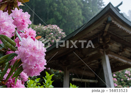 鐘つき堂とシャクナゲ 56853523