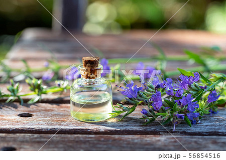 A bottle of hyssop essential oil with fresh hyssop A bottle of hyssop essential oil with fresh hyssop 56854516