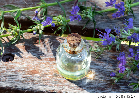 A bottle of hyssop essential oil with fresh hyssop A bottle of hyssop essential oil with fresh hyssop 56854517