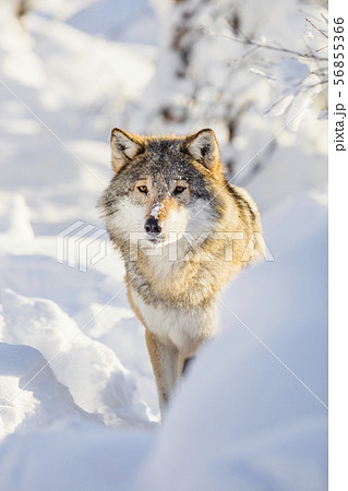 Wolf stands in beautiful winter forest 56855366