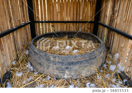 Heap of Goose eggs on straw in tire 56855535