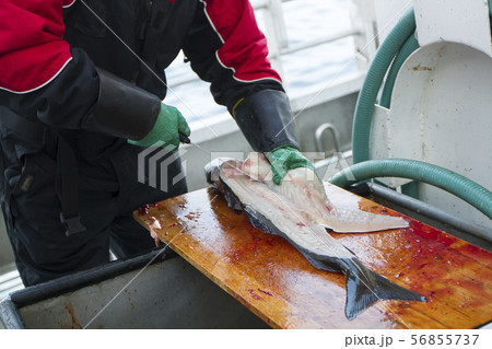 Man cleaning fresh fish at fishing boat 56855737