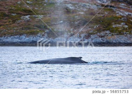 Large humpback whale in the arctic sea Large humpback whale in the arctic sea 56855753
