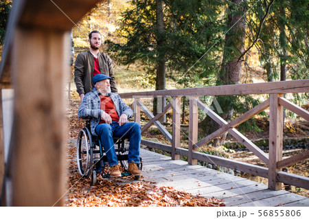 Senior father with wheelchair and his son on walk in nature. 56855806