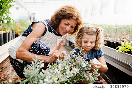 Small girl with senior grandfmother gardening in the greenhouse. 56855970