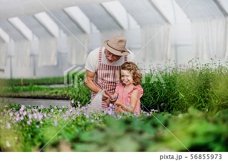 Small girl with senior grandfather gardening in the greenhouse. 56855973