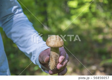 Beautiful porcini mushroom or cep 56856057