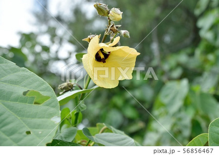 オオハマボウの花 56856467