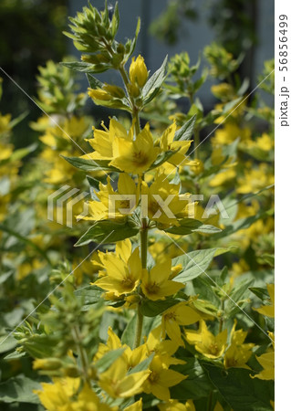 Yellow Loosestrife (Lysimachia Punctata), the Yellow Loosestrife (Lysimachia Punctata), the 56856499