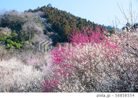高尾梅郷梅まつり 木下沢梅林と熊笹山 （東京都八王子市） 2019年3月 56856554