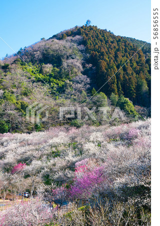 高尾梅郷梅まつり 木下沢梅林と熊笹山 （東京都八王子市） 2019年3月 56856555