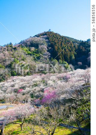 高尾梅郷梅まつり 木下沢梅林と熊笹山 （東京都八王子市） 2019年3月 56856556