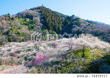高尾梅郷梅まつり 木下沢梅林と熊笹山 （東京都八王子市） 2019年3月 56856557