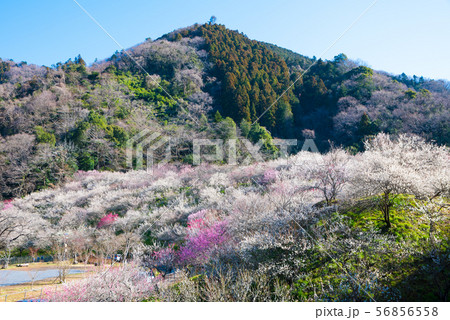高尾梅郷梅まつり 木下沢梅林と熊笹山 （東京都八王子市） 2019年3月 56856558