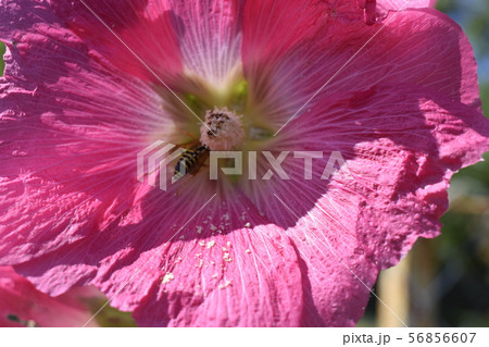Big pink and red delicate flowers of mallow in 56856607