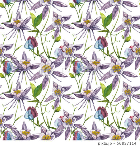 Double Columbine flowers. Seamless pattern. Collection of hand drawn flowers and plants. Watercolor Double Columbine flowers. Seamless pattern. Collection of hand drawn flowers and plants. Watercolor 56857114