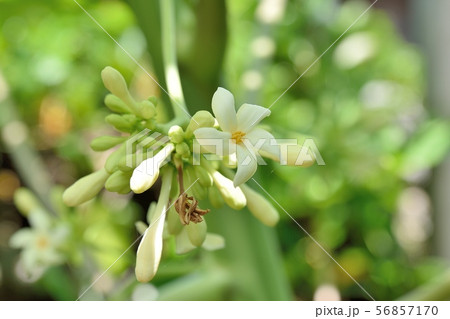 パパイヤの雄花 56857170