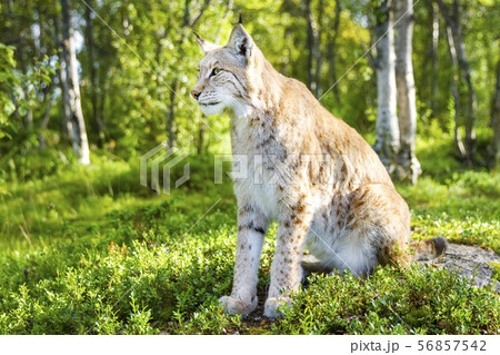 One eurasian lynx sitting in the green forest 56857542
