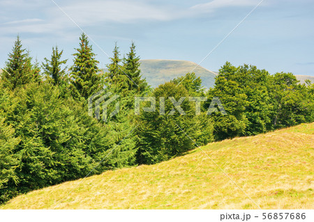 mixed forest on a grassy hill mixed forest on a grassy hill 56857686