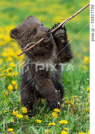 Brown bear cub playing on the summer field. Brown bear cub playing on the summer field. 56857798