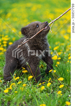 Brown bear cub playing on the summer field. Brown bear cub playing on the summer field. 56857799