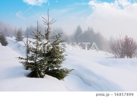spruce trees on a snowy hill spruce trees on a snowy hill 56857899