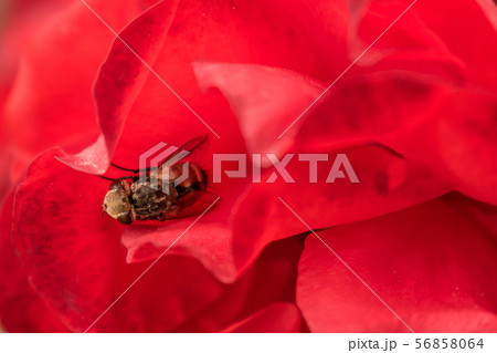 Macro hoverfly in the petals of a red rose. flower 56858064
