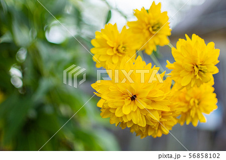 Yellow flowers closeup 56858102