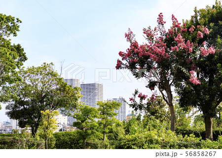 横浜（夏） 56858267
