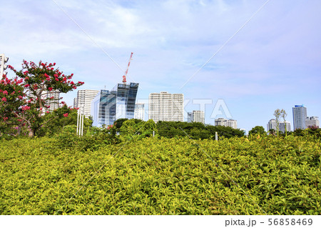 横浜（夏） 56858469