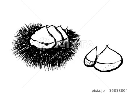 筆絵 栗のイラスト素材
