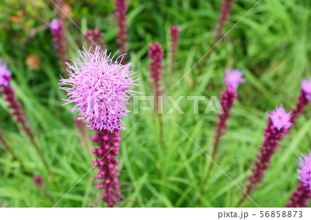 リアトリス リアトリス 56858873