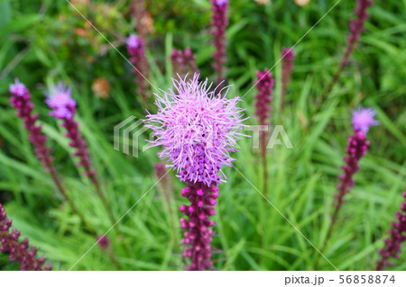 リアトリス 56858874