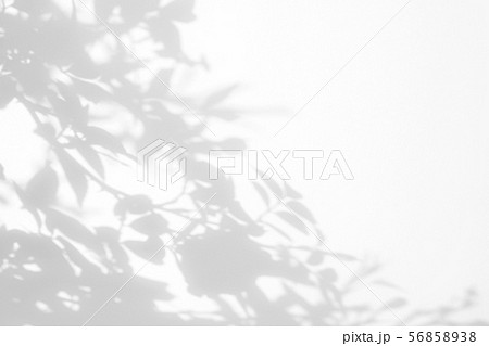 Gray shadow of the wild roses leaves and flowers Gray shadow of the wild roses leaves and flowers 56858938