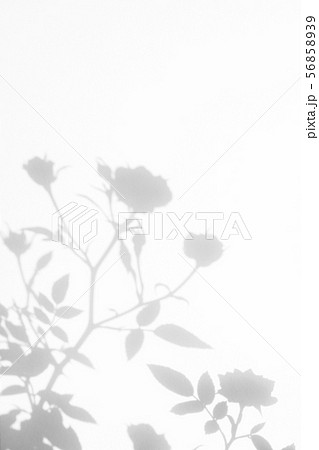 Gray shadow of the wild roses leaves and flowers 56858939